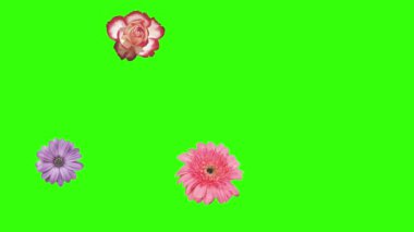 Yeşil ekrandaki çiçeklerin canlandırması, grafik kaynak ögesi