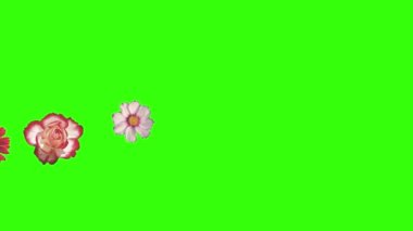 Yeşil ekrandaki çiçeklerin canlandırması, grafik kaynak ögesi