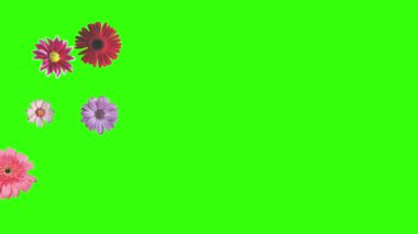 Yeşil ekrandaki çiçeklerin canlandırması, grafik kaynak ögesi