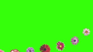 Yeşil ekrandaki çiçeklerin canlandırması, grafik kaynak ögesi