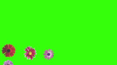 Yeşil ekrandaki çiçeklerin canlandırması, grafik kaynak ögesi