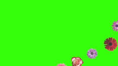 Yeşil ekrandaki çiçeklerin canlandırması, grafik kaynak ögesi