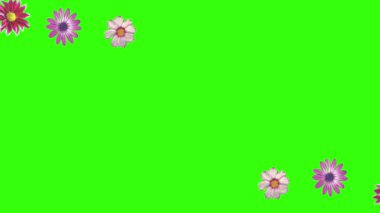 Yeşil ekrandaki çiçeklerin canlandırması, grafik kaynak ögesi