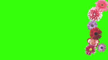 Yeşil ekrandaki çiçeklerin canlandırması, grafik kaynak ögesi