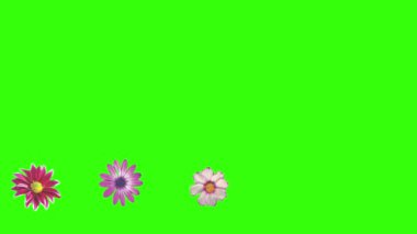 Yeşil ekrandaki çiçeklerin canlandırması, grafik kaynak ögesi