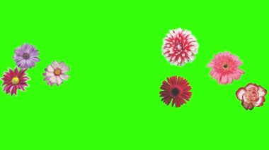 Yeşil ekrandaki çiçeklerin canlandırması, grafik kaynak ögesi