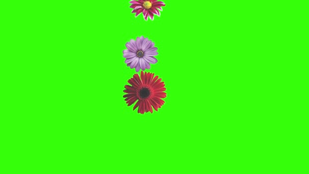 Κινούμενα Σχέδια Λουλουδιών Πράσινη Οθόνη Στοιχείο Γραφικής Πηγής — Αρχείο Βίντεο