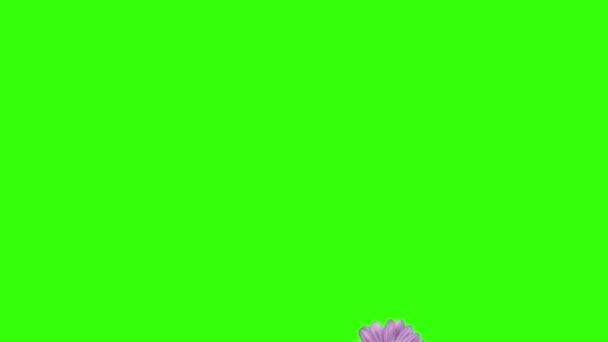 Animación Flores Pantalla Verde Elemento Fuente Gráfico — Vídeo de stock