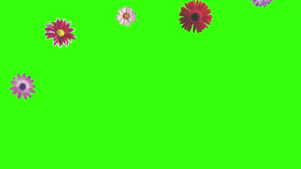 Animáció Virágok Zöld Képernyőn Grafikus Forrás Elem — Stock videók