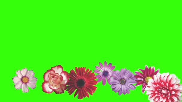 Animation Blomster Grøn Skærm Grafisk Kilde Element – Stock-video