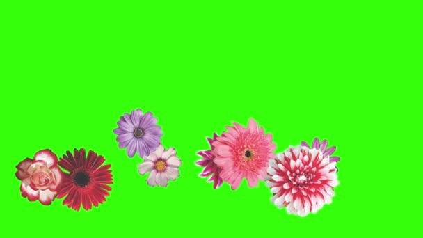 Κινούμενα Σχέδια Λουλουδιών Πράσινη Οθόνη Στοιχείο Γραφικής Πηγής — Αρχείο Βίντεο