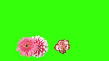 Yeşil ekrandaki çiçeklerin canlandırması, grafik kaynak ögesi