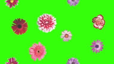 Yeşil ekrandaki çiçeklerin canlandırması, grafik kaynak ögesi