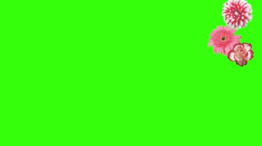 Yeşil ekrandaki çiçeklerin canlandırması, grafik kaynak ögesi