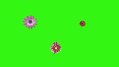 Yeşil ekrandaki çiçeklerin canlandırması, grafik kaynak ögesi