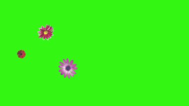 Yeşil ekrandaki çiçeklerin canlandırması, grafik kaynak ögesi