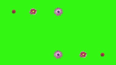 Yeşil ekrandaki çiçeklerin canlandırması, grafik kaynak ögesi