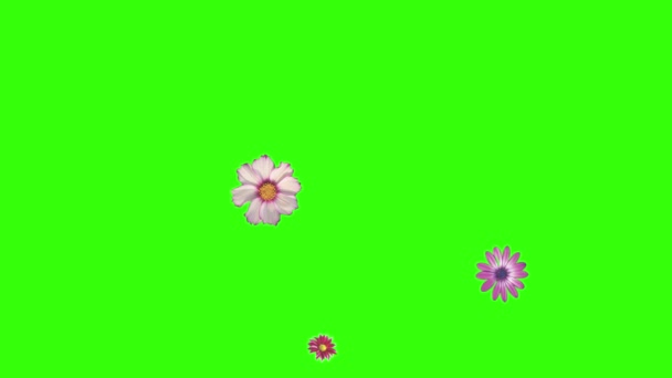 Animação Flores Tela Verde Elemento Fonte Gráfica — Vídeo de Stock