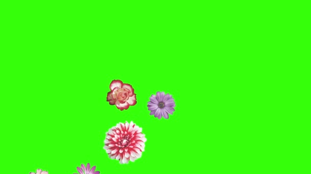 Yeşil Ekrandaki Çiçeklerin Canlandırması Grafik Kaynak Ögesi — Stok video