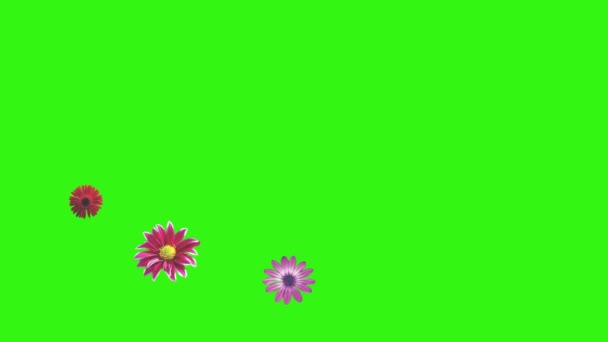 Animación Flores Pantalla Verde Elemento Fuente Gráfico — Vídeos de Stock