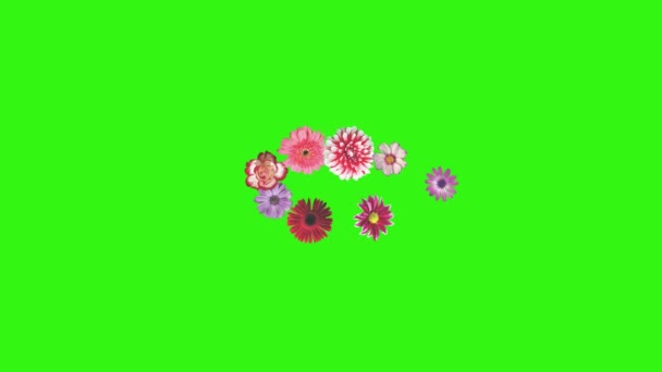 グリーンスクリーン上の花のアニメーション グラフィックソース要素 — ストック動画