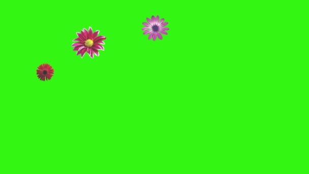 绿色屏幕上的花朵动画 图形源元素 — 图库视频影像