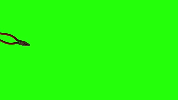 Alicate Único Animado Movimiento Pantalla Verde Croma Elemento Clave — Vídeos de Stock