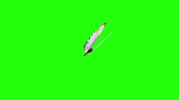 Yeşil Ekranda Gerçekçi Kelebek Animasyonu Kusursuz Döngü — Stok video