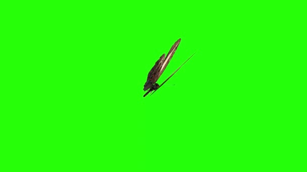 Реалістична Анімація Метелика Зеленому Екрані Безшовна Петля — стокове відео
