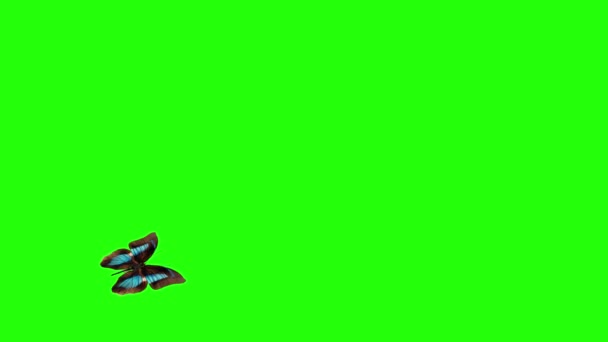 Ρεαλιστική Πεταλούδα Animation Πράσινη Οθόνη Αδιάλειπτη Βρόχο — Αρχείο Βίντεο