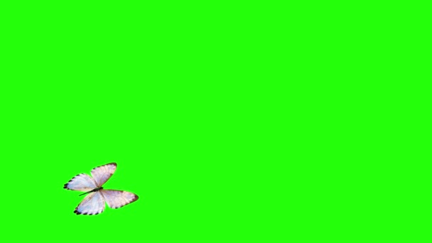 Animación Realista Mariposa Pantalla Verde Bucle Sin Costuras — Vídeos de Stock