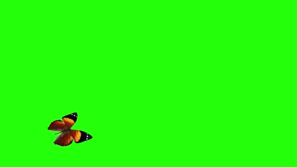 Animazione Realistica Farfalla Schermo Verde Loop Senza Soluzione Continuità — Video Stock