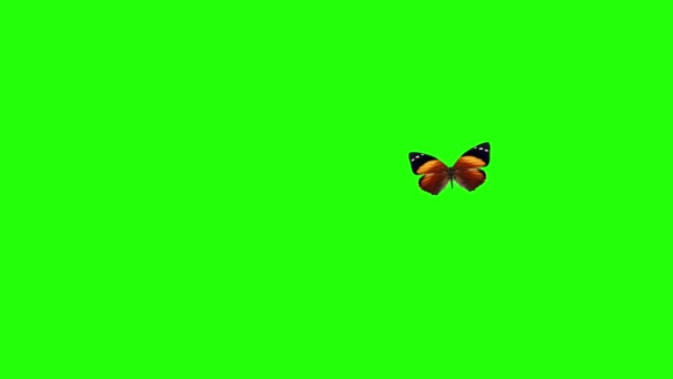 现实的蝴蝶动画在绿色屏幕上 无缝回圈 — 图库视频影像