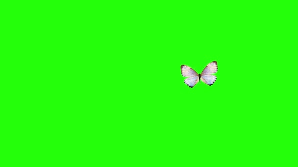 Yeşil Ekranda Gerçekçi Kelebek Animasyonu Kusursuz Döngü — Stok video