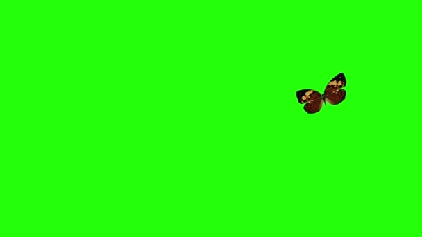 Animação Borboleta Realista Tela Verde Loop Sem Costura — Vídeo de Stock