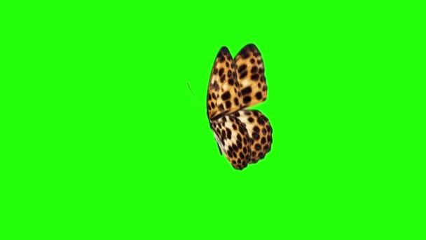 现实的蝴蝶动画在绿色屏幕上 无缝回圈 — 图库视频影像