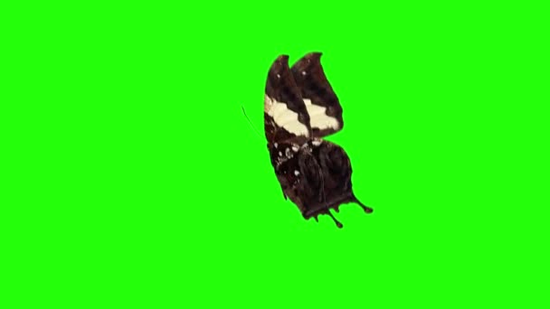 Realistisk Fjäril Animation Grön Skärm Sömlös Loop — Stockvideo