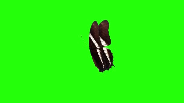 Animación Realista Mariposa Pantalla Verde Bucle Sin Costuras — Vídeos de Stock