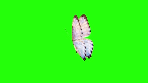 Reális Pillangó Animáció Zöld Képernyőn Zökkenőmentes Hurok — Stock videók