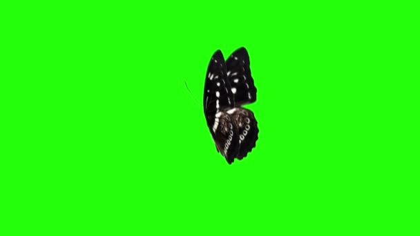 Animazione Realistica Farfalla Schermo Verde Loop Senza Soluzione Continuità — Video Stock