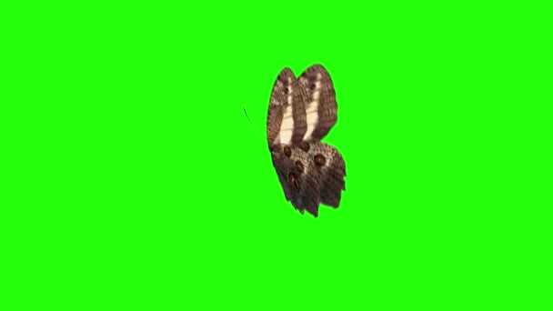 Realistisk Fjäril Animation Grön Skärm Sömlös Loop — Stockvideo