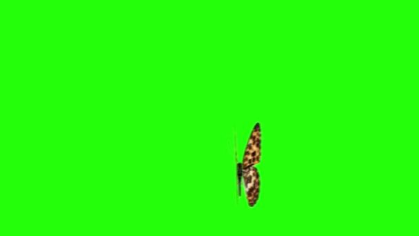 Realistyczna Animacja Motyla Zielonym Ekranie Płynna Pętla — Wideo stockowe