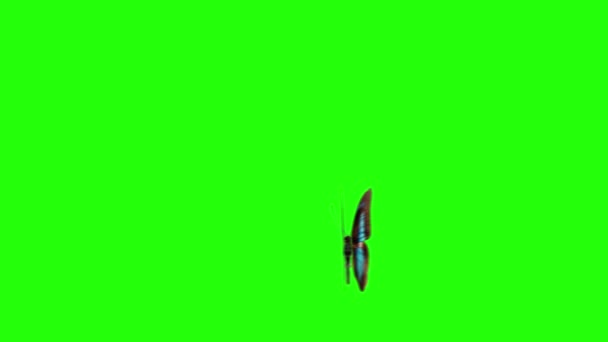 Realistische Vlinder Animatie Groen Scherm Naadloze Lus — Stockvideo