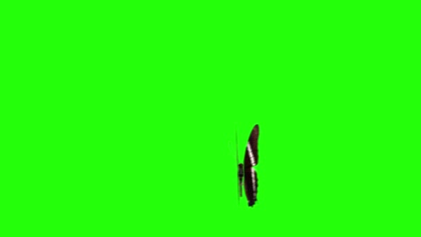 Реалистичная Анимация Бабочек Зеленом Экране Бесшовная Петля — стоковое видео