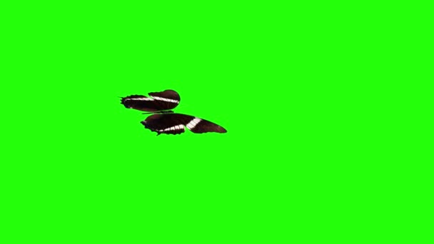 緑のスクリーンの現実的な蝶のアニメーション 継ぎ目が無いループ — ストック動画
