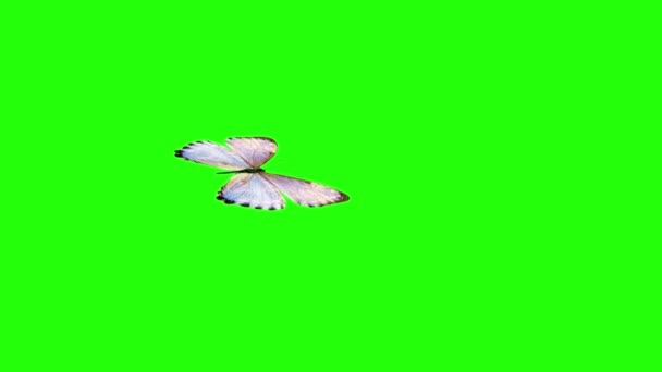 Animation Papillon Réaliste Sur Écran Vert Boucle Transparente — Video