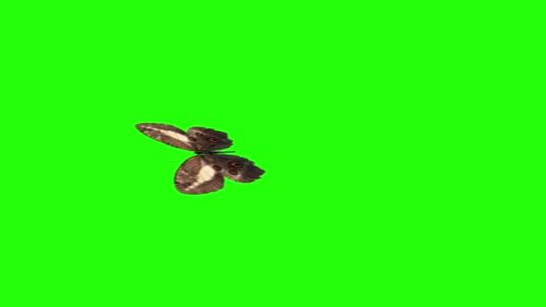 Realistická Motýlí Animace Zelené Obrazovce Bezešvé Smyčky — Stock video