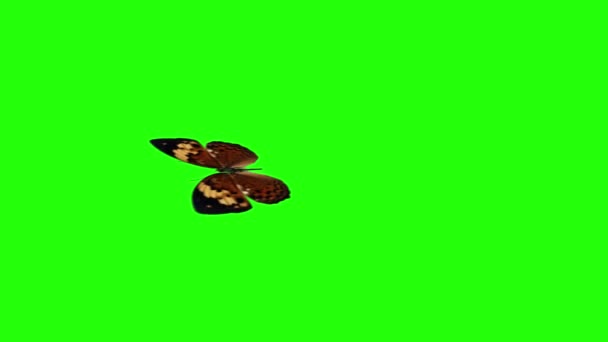 Animação Borboleta Realista Tela Verde Loop Sem Costura — Vídeo de Stock