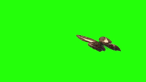 Animation Papillon Réaliste Sur Écran Vert Boucle Transparente — Video
