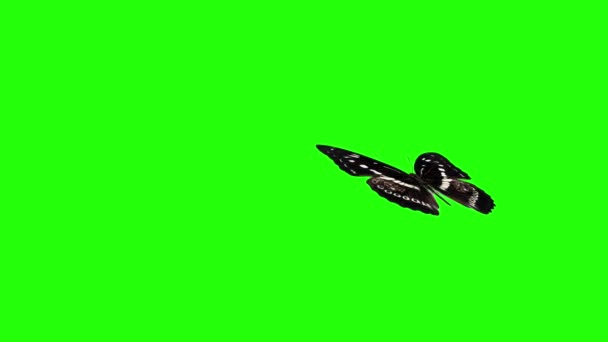 Realistische Schmetterlingsanimation Auf Grünem Bildschirm Nahtlose Schleife — Stockvideo